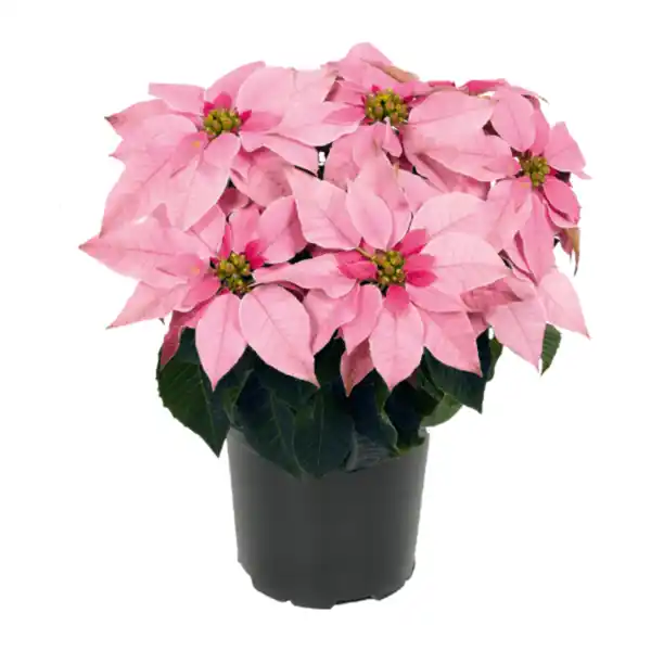 Bild 2 von GARDENLINE Winterstern