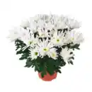 Bild 3 von GARDENLINE Chrysantheme