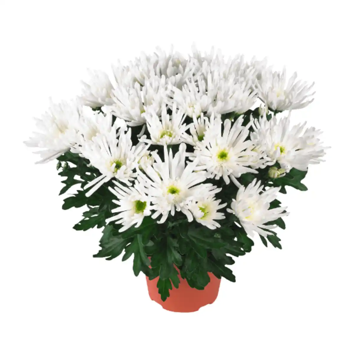 Bild 3 von GARDENLINE Chrysantheme