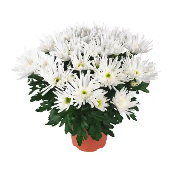 Bild 3 von GARDENLINE Chrysantheme