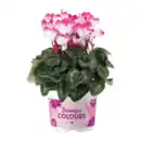 Bild 4 von GARDENLINE Alpenveilchen