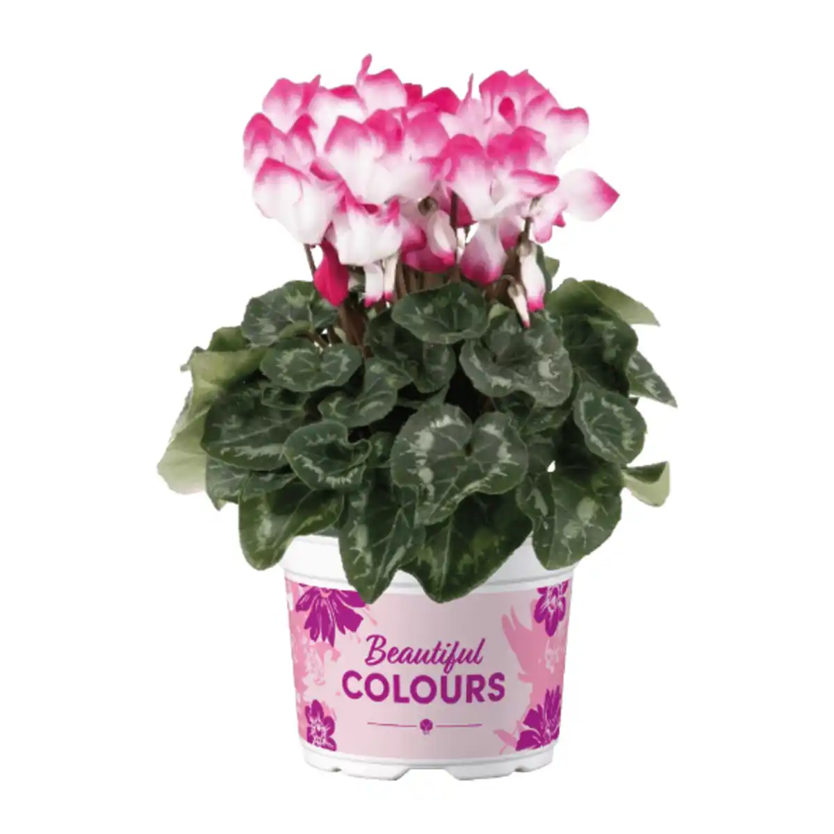 Bild 4 von GARDENLINE Alpenveilchen