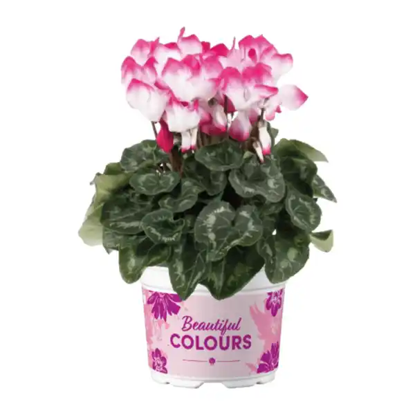 Bild 4 von GARDENLINE Alpenveilchen