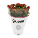 Bild 4 von GARDENLINE Kalanchoe