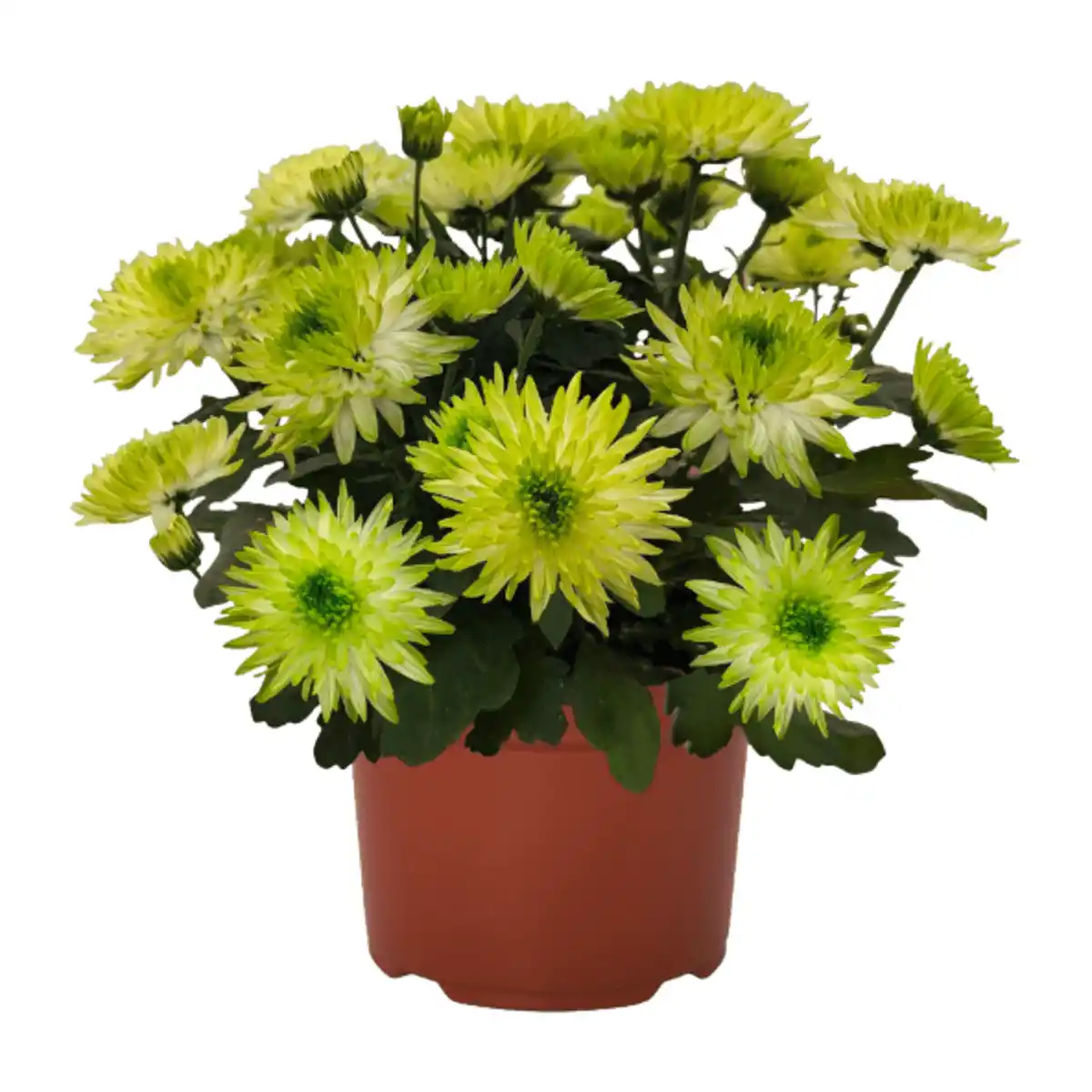 Bild 2 von GARDENLINE Chrysantheme