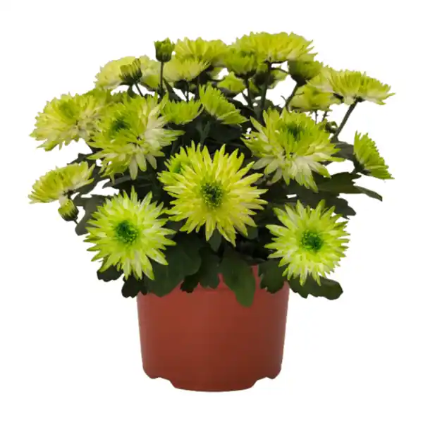 Bild 2 von GARDENLINE Chrysantheme