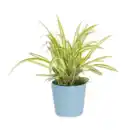 Bild 4 von GARDENLINE Außergewöhnliche Grünpflanze