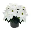 Bild 3 von GARDENLINE Winterstern