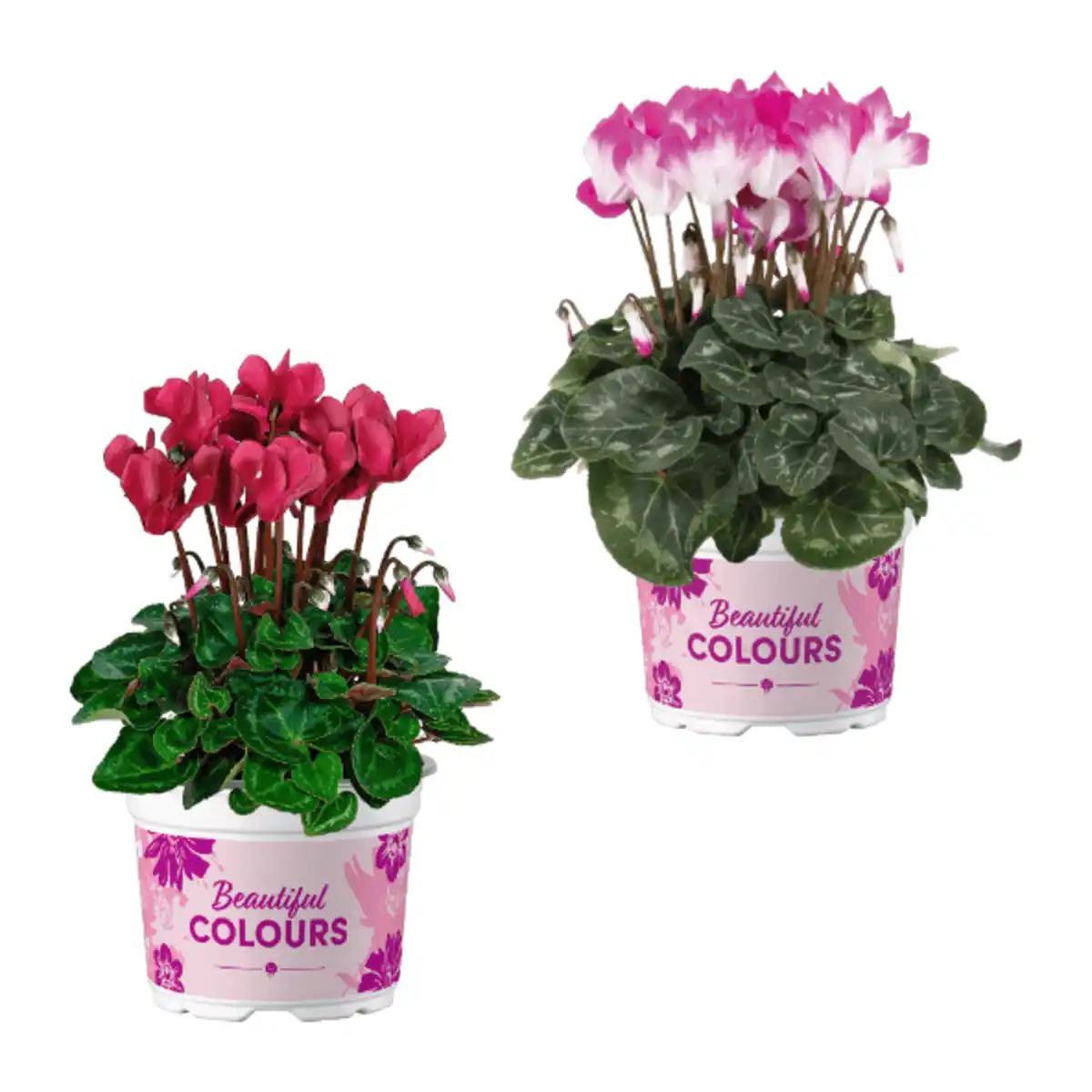 Bild 1 von GARDENLINE Alpenveilchen