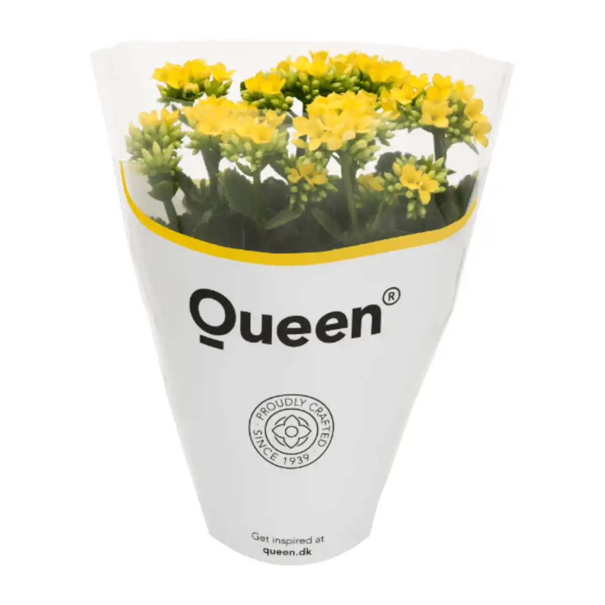 Bild 3 von GARDENLINE Kalanchoe