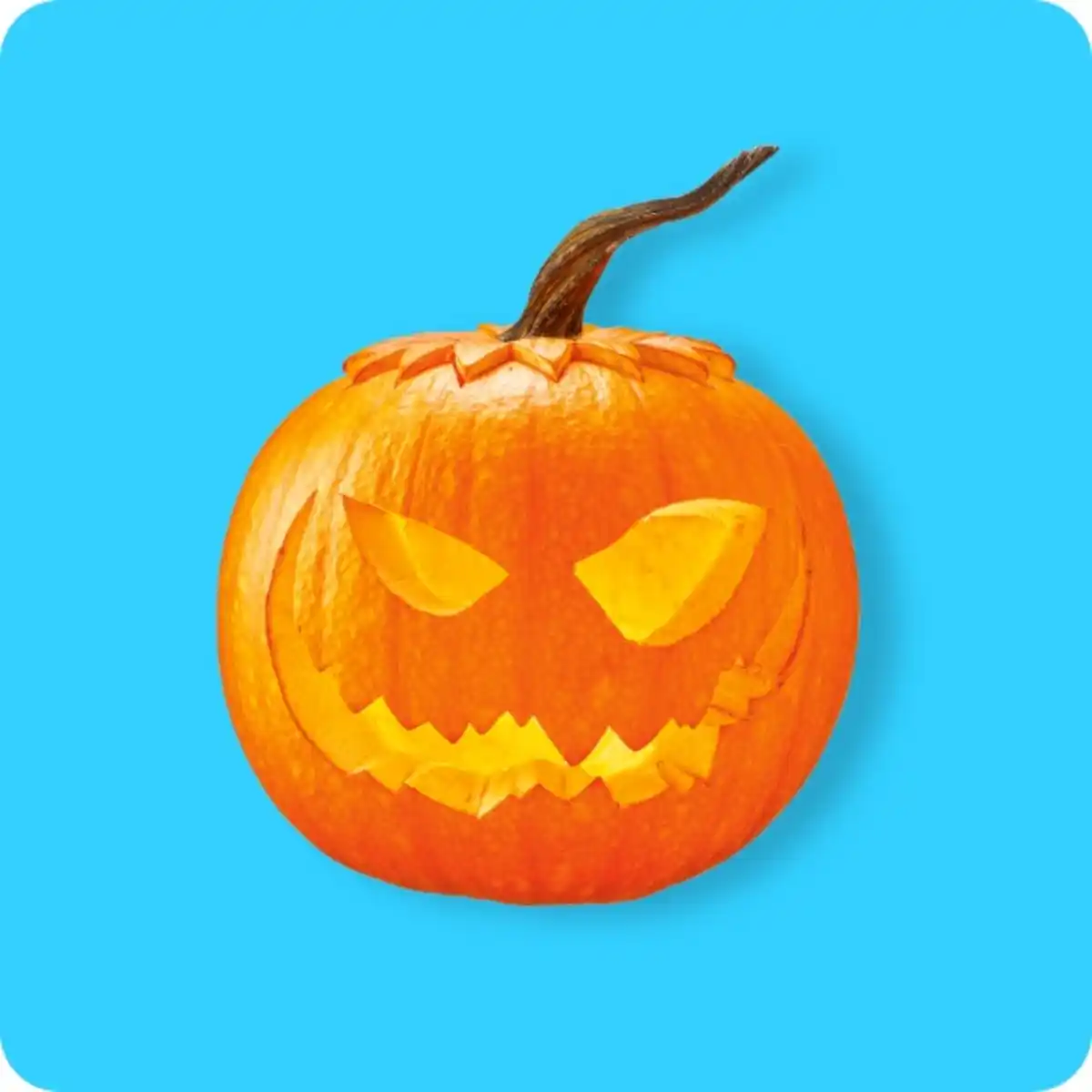 Bild 1 von   Halloween Kürbis, Ursprung: Deutschland