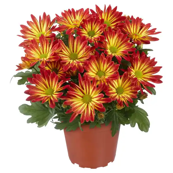 Bild 1 von GARDENLINE Chrysanthemen