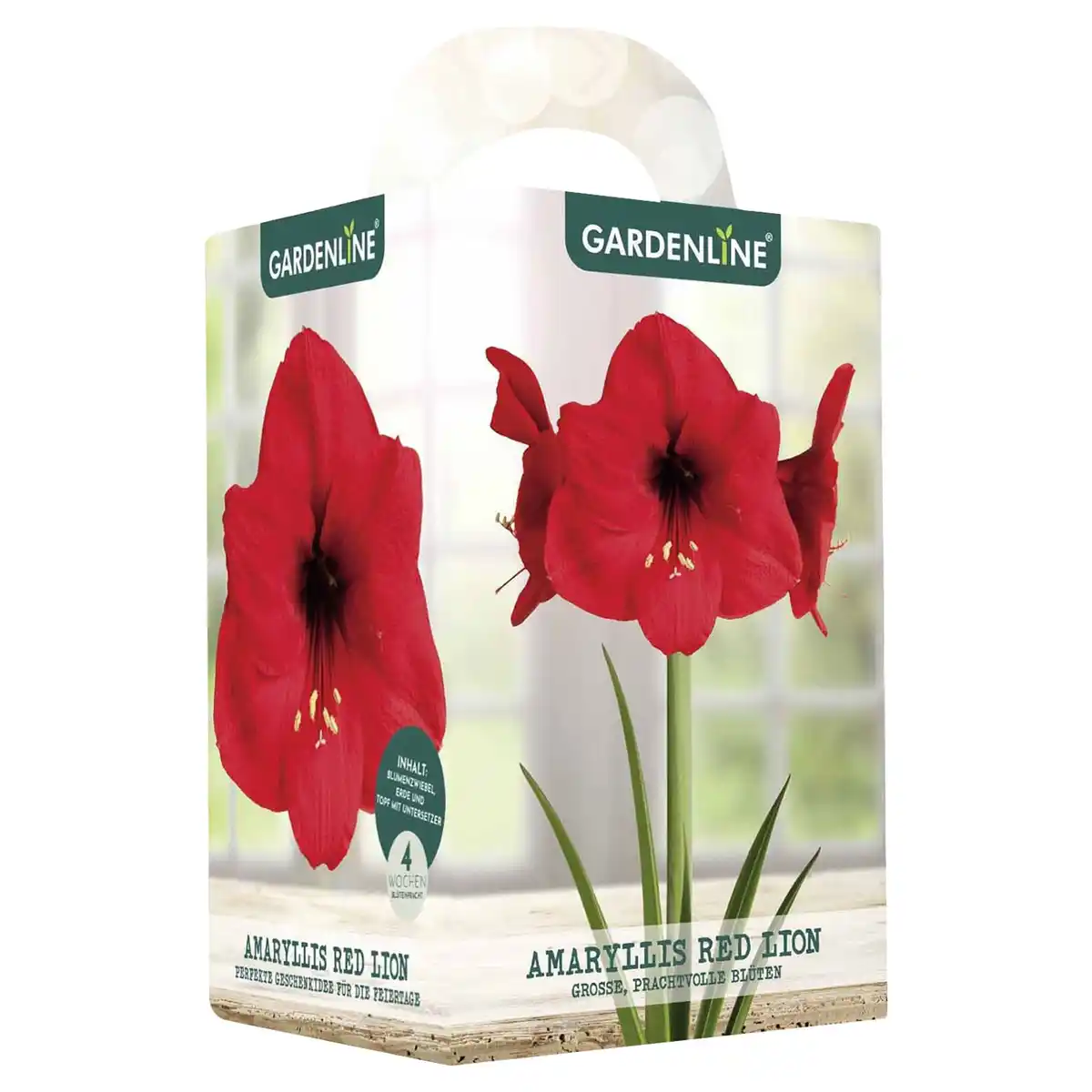 Bild 1 von GARDENLINE Amaryllis im Karton