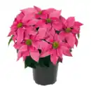 Bild 4 von GARDENLINE Winterstern