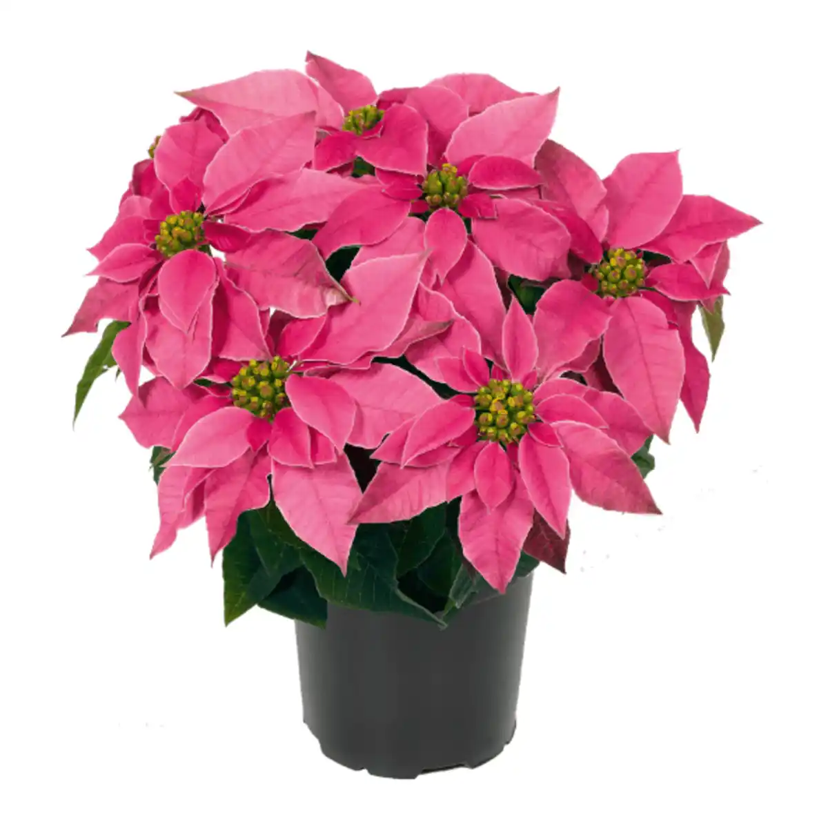 Bild 4 von GARDENLINE Winterstern