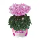 Bild 2 von GARDENLINE Alpenveilchen