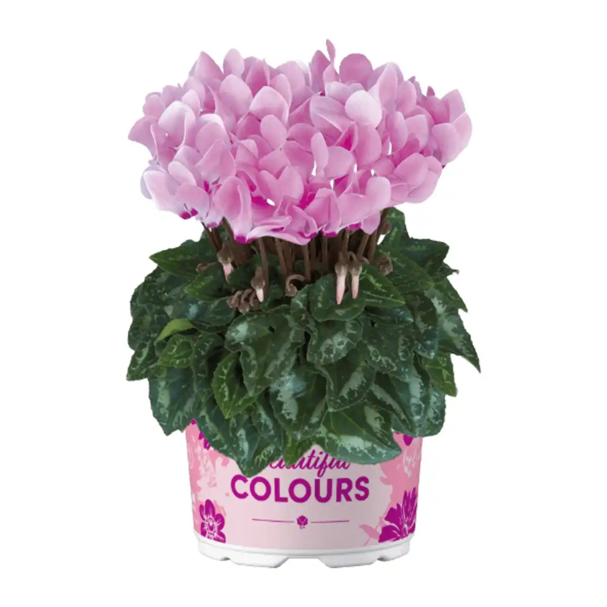 Bild 2 von GARDENLINE Alpenveilchen