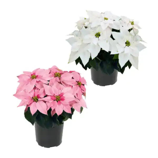 Bild 1 von GARDENLINE Winterstern