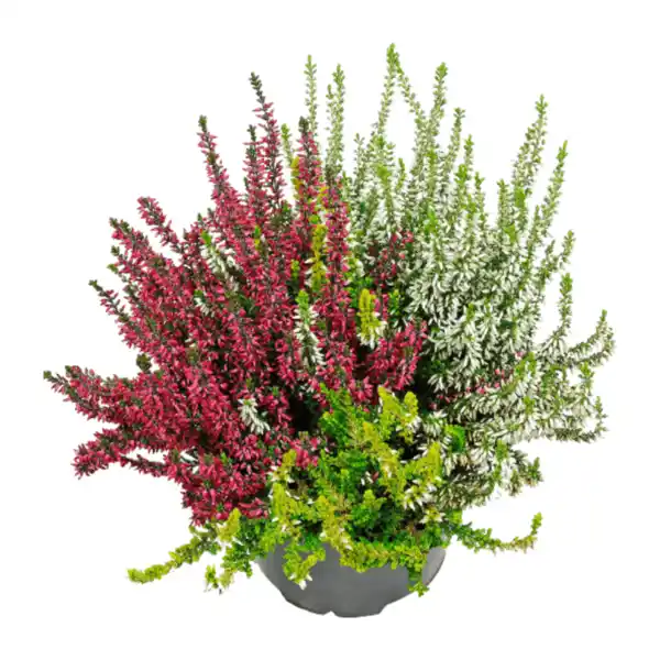 Bild 4 von GARDENLINE Calluna vulgaris Twin / Trio