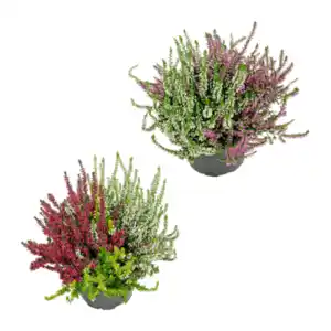 GARDENLINE Calluna vulgaris Twin / Trio