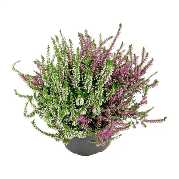 Bild 2 von GARDENLINE Calluna vulgaris Twin / Trio