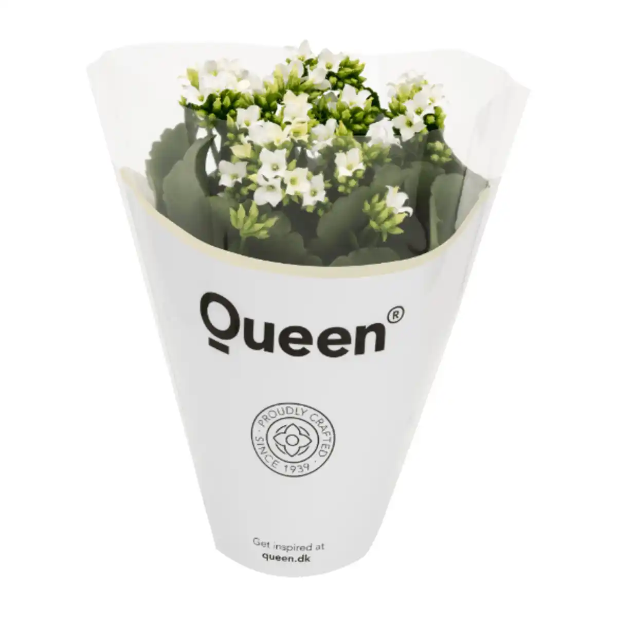 Bild 2 von GARDENLINE Kalanchoe