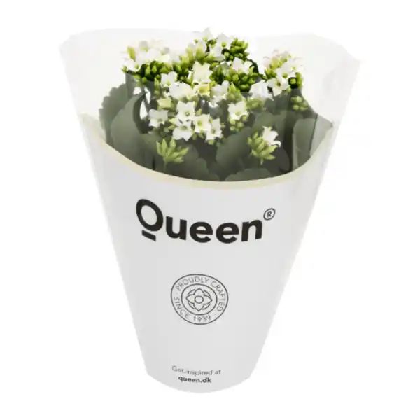 Bild 2 von GARDENLINE Kalanchoe