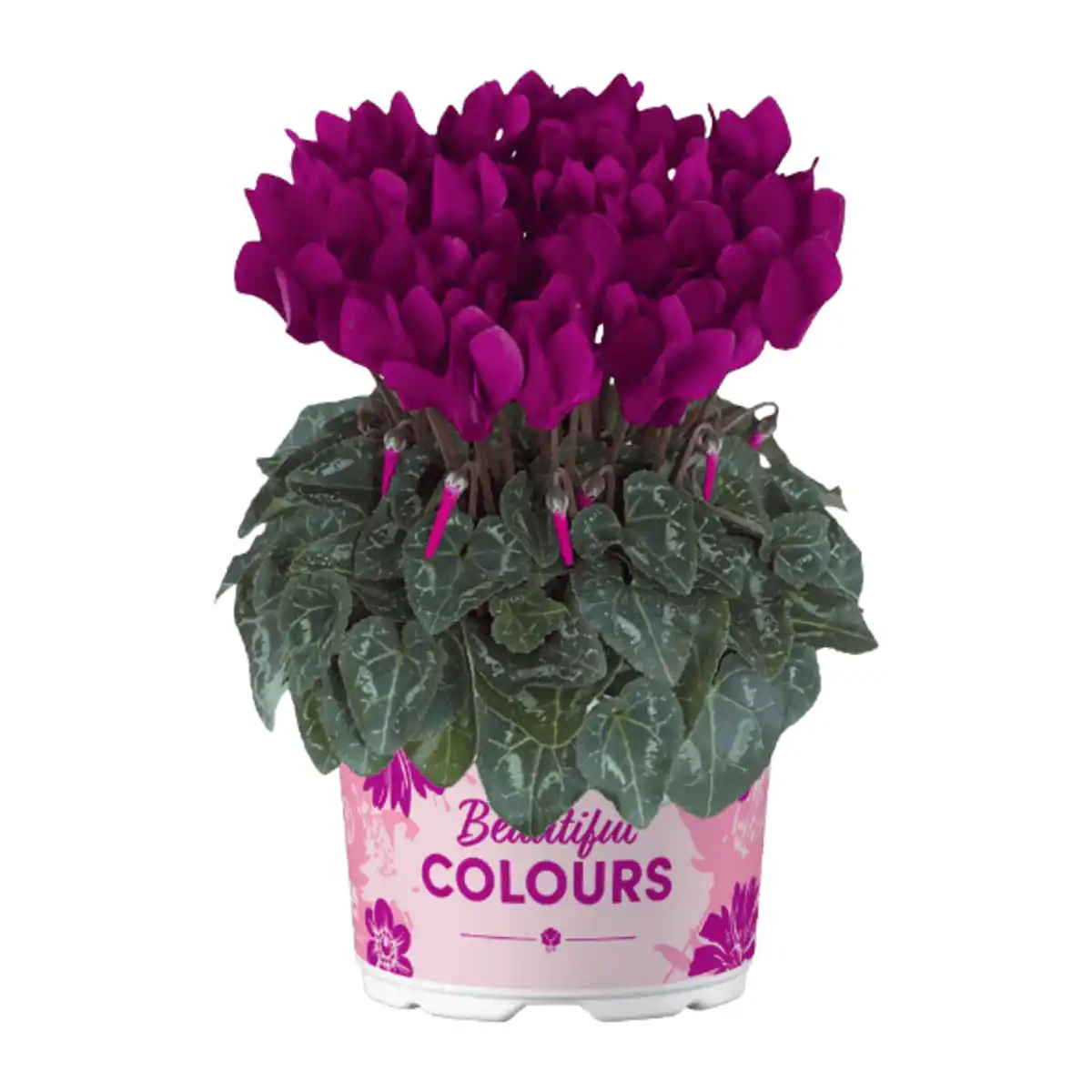 Bild 3 von GARDENLINE Alpenveilchen