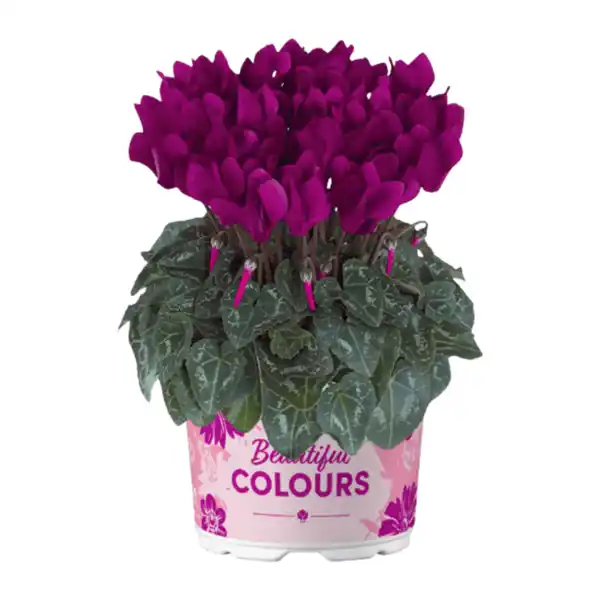 Bild 3 von GARDENLINE Alpenveilchen