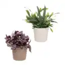 Bild 1 von GARDENLINE Außergewöhnliche Grünpflanze