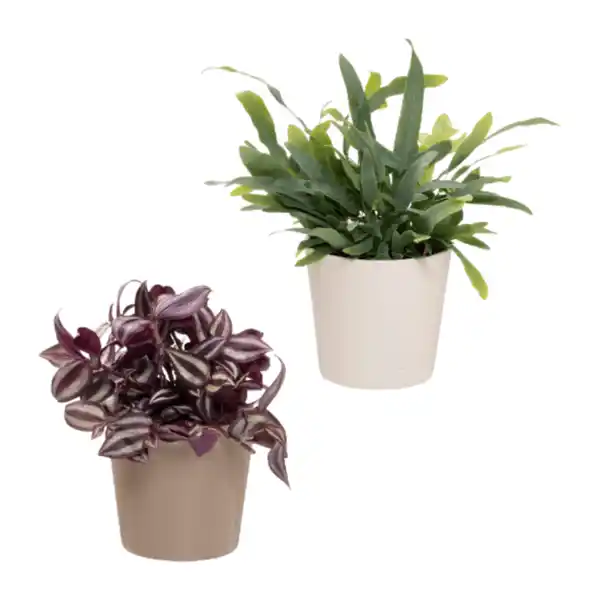Bild 1 von GARDENLINE Außergewöhnliche Grünpflanze