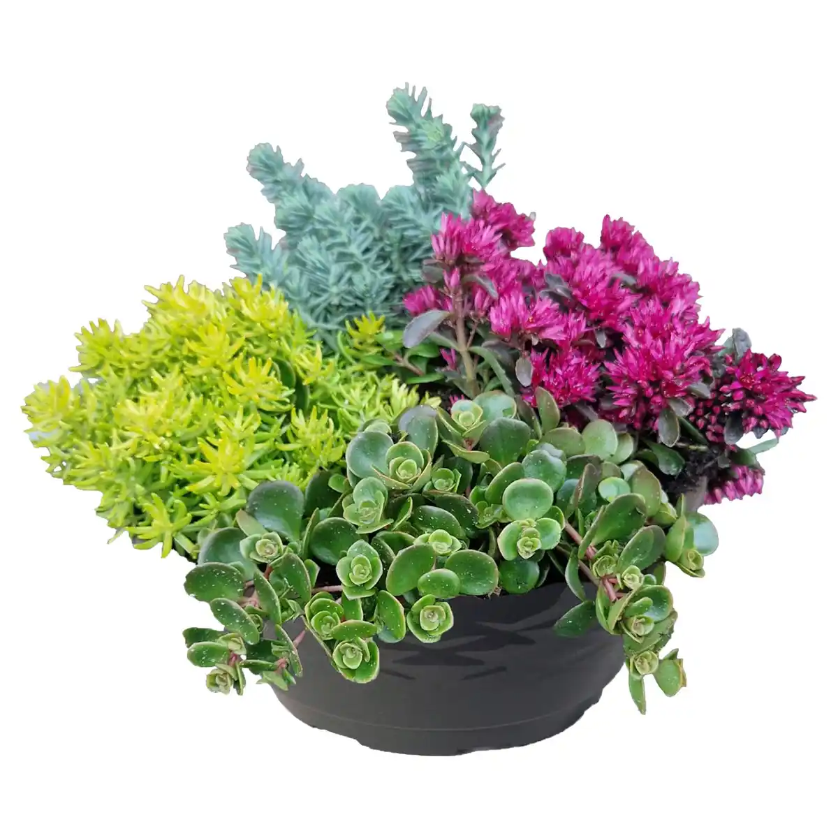 Bild 1 von GARDENLINE Sedum Schale