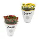 Bild 1 von GARDENLINE Kalanchoe
