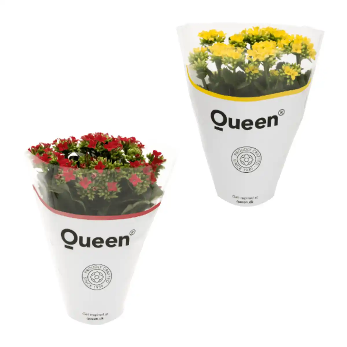 Bild 1 von GARDENLINE Kalanchoe