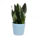 Bild 2 von GARDENLINE Außergewöhnliche Grünpflanze