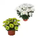 Bild 1 von GARDENLINE Chrysantheme