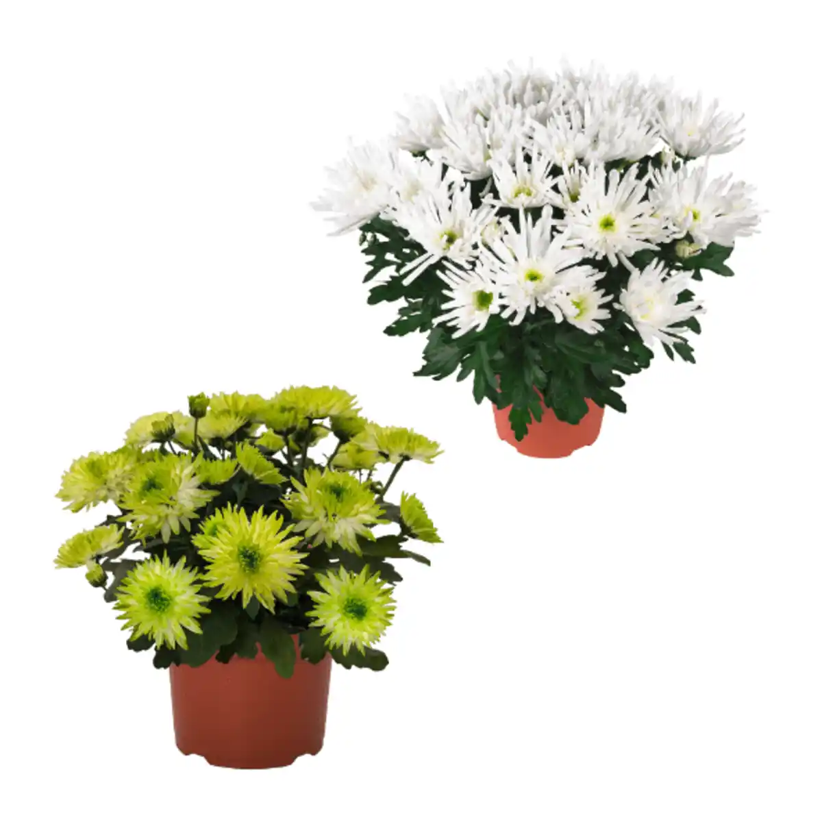 Bild 1 von GARDENLINE Chrysantheme