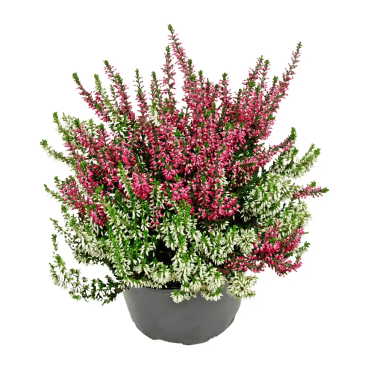 Bild 3 von GARDENLINE Calluna vulgaris Twin / Trio