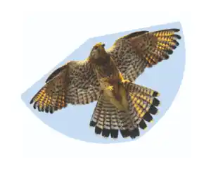 Flugdrachen Falke, 92x62cm