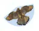Bild 1 von Flugdrachen Falke, 92x62cm