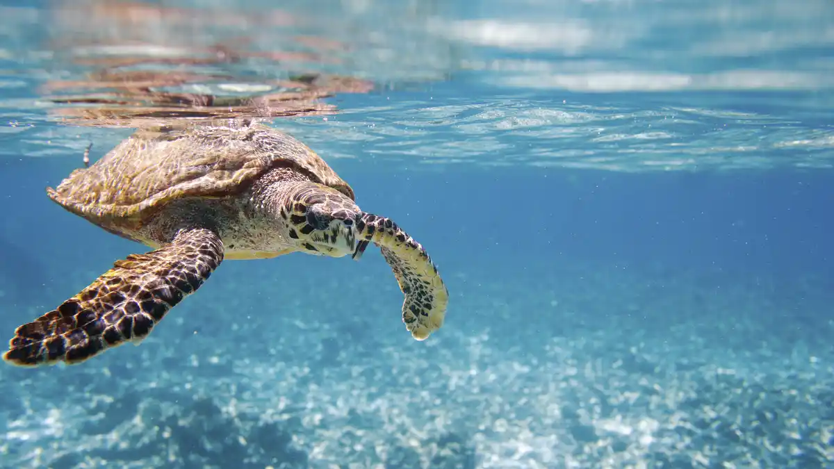 Bild 1 von Seychellen - Segelkatamaran &amp; Baden - 5* Savoy Seychelles Resort &amp; Spa &amp; VIP-Katamaran