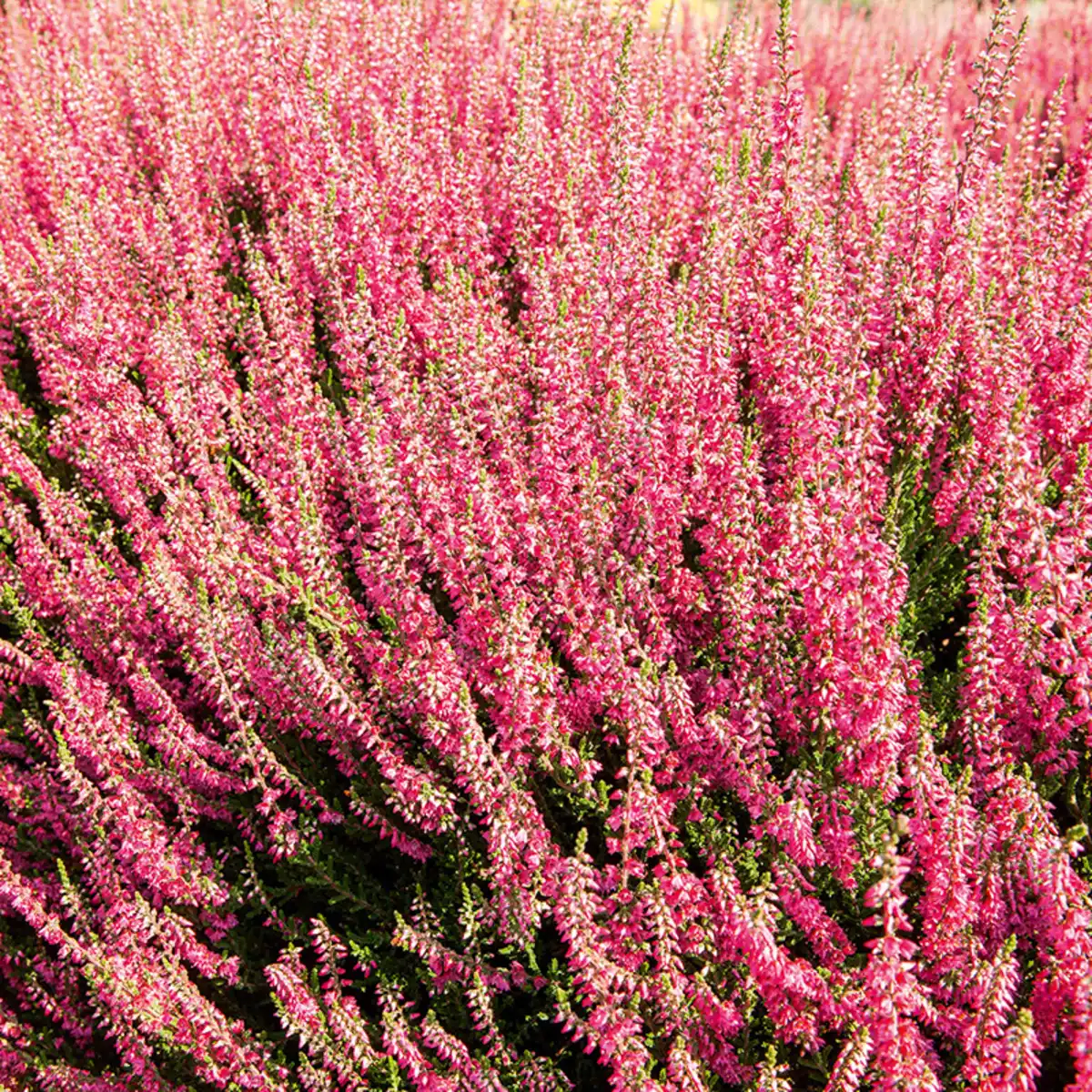 Bild 2 von Garden Girls Premium Calluna Garden Girls "Late Line" / Herbstlavendel