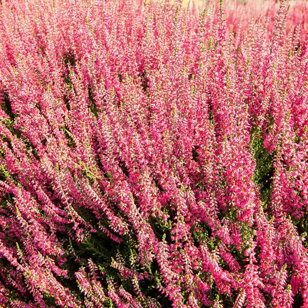 Bild 2 von Garden Girls Premium Calluna Garden Girls "Late Line" / Herbstlavendel