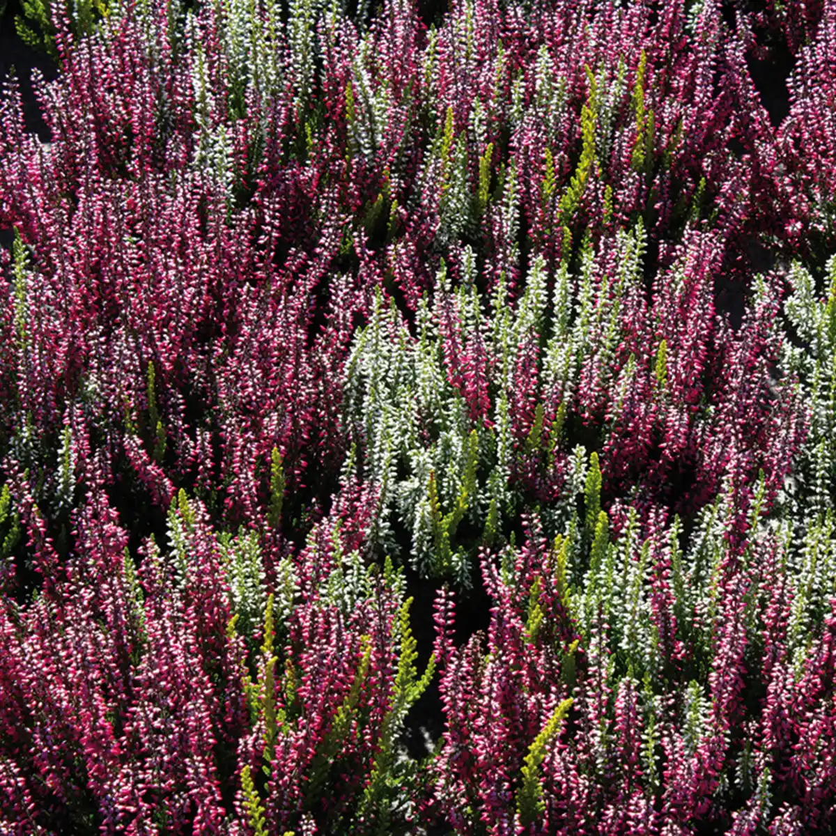 Bild 2 von Garden Girls Calluna Garden Girls