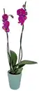 Bild 2 von Orchidee im Keramik-Übertopf