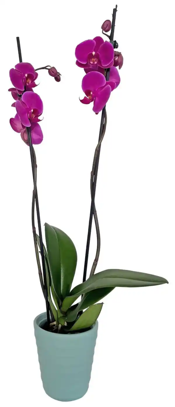 Bild 2 von Orchidee im Keramik-Übertopf