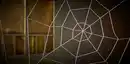 Bild 2 von Halloween-Spinnennetz