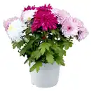 Bild 1 von Chrysantheme