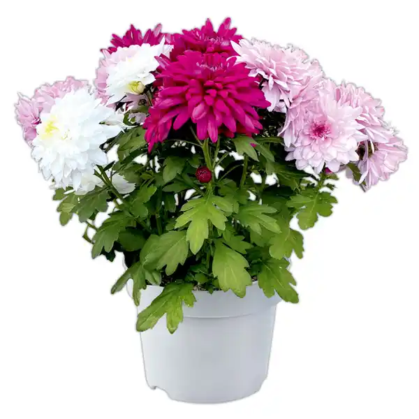 Bild 1 von Chrysantheme