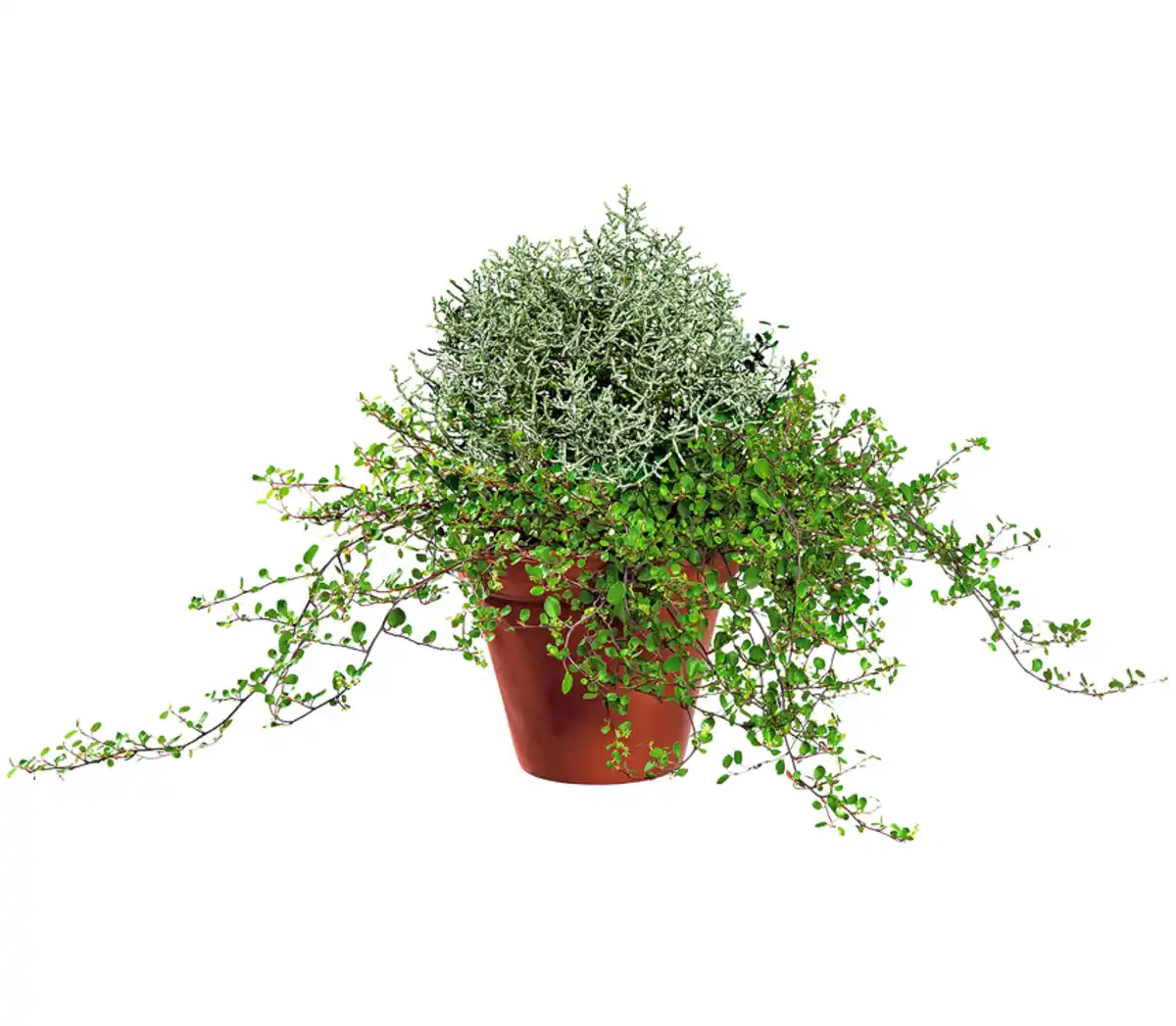 Bild 1 von Silberdraht + Mühlenbeckie-Twin